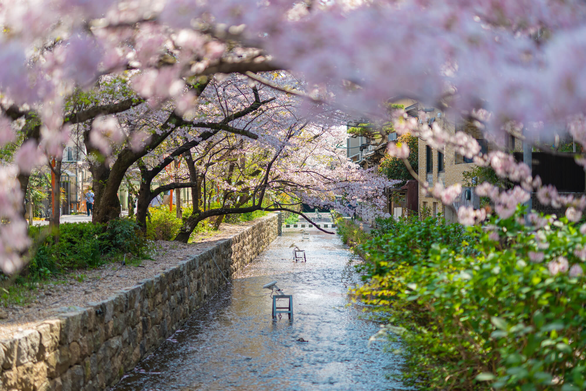 image - Where to Stay in Kyoto During Cherry Blossom Season?