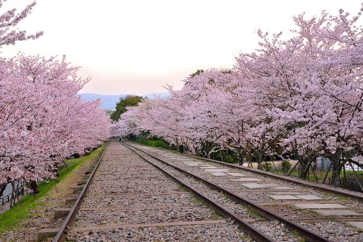 image - Where to Stay in Kyoto During Cherry Blossom Season?