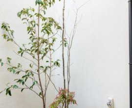 あおしだ 〈一棟貸し町家〉