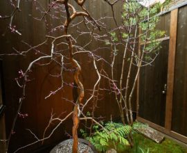 たそかれ 〈一棟貸し町家〉